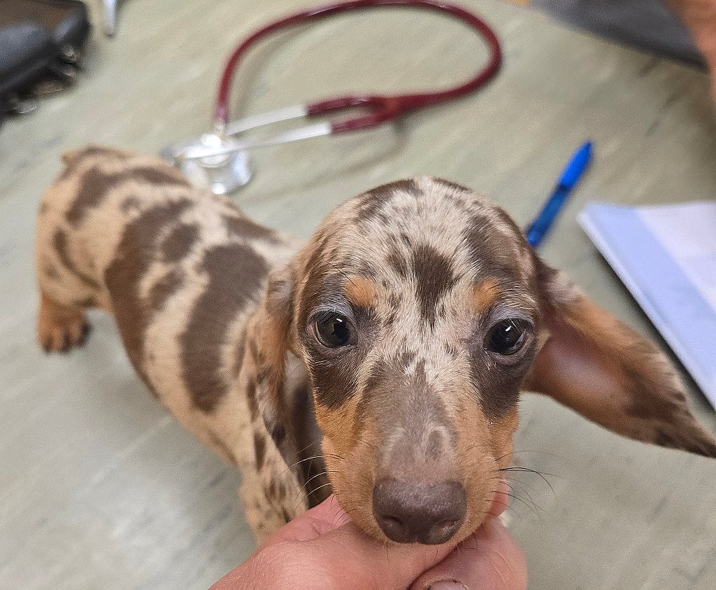 Teckel meisje Beppie ️, Dieren en Toebehoren, CDV (hondenziekte), 8 tot 15 weken, Korthaar, Teef