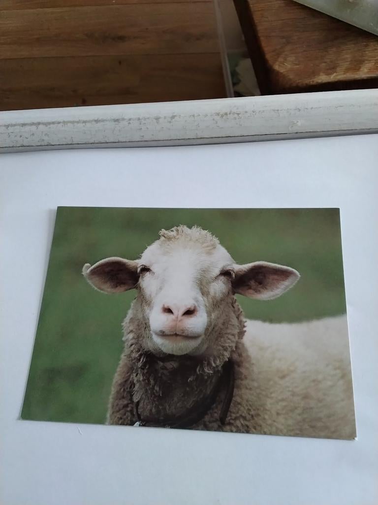SCHAAP.  :  VOOR WIE DE BEL LUIDT?, Ophalen of Verzenden
