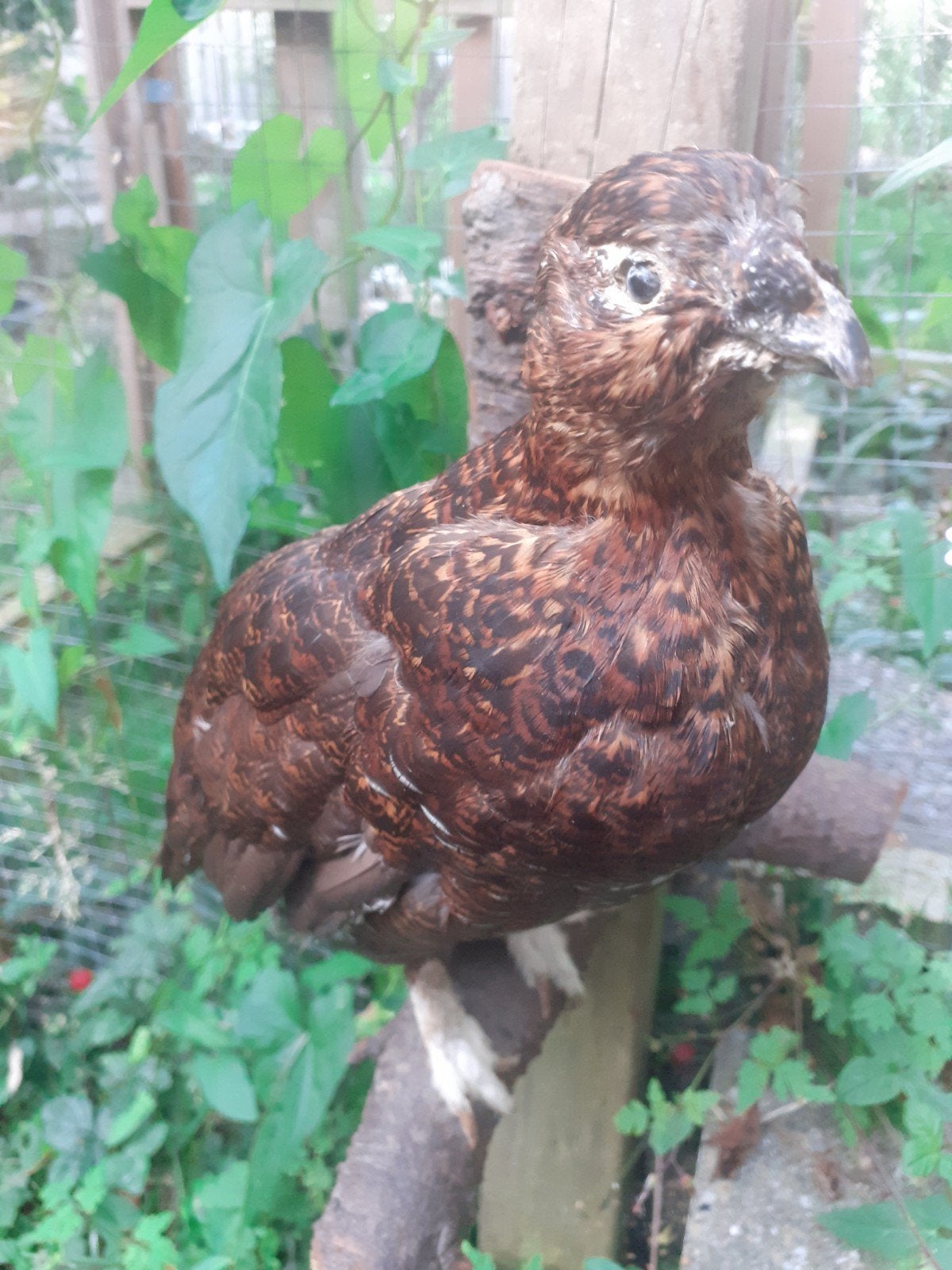Prachtige Taxidermie zeldzame Sneeuwhoen op Natuurlijke Tak, Ophalen of Verzenden, Zo goed als nieuw, Vogel, Opgezet dier