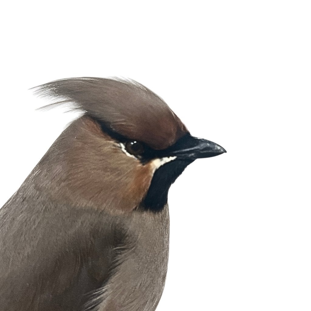 Opgezette pestvogel in stolp, Ophalen of Verzenden, Nieuw, Insect, Opgezet dier