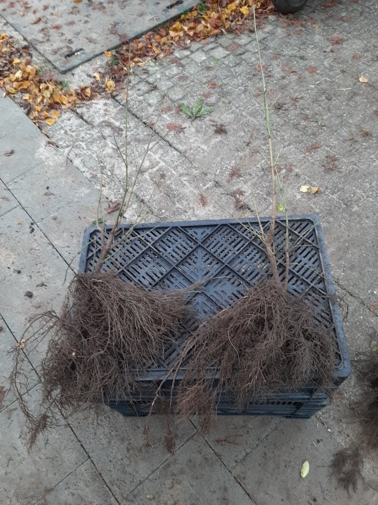 Gele Kornoelje (Cornus Mas) en Rode Kornoelje plantgoed, Ophalen, Overige soorten, Struik, Minder dan 100 cm