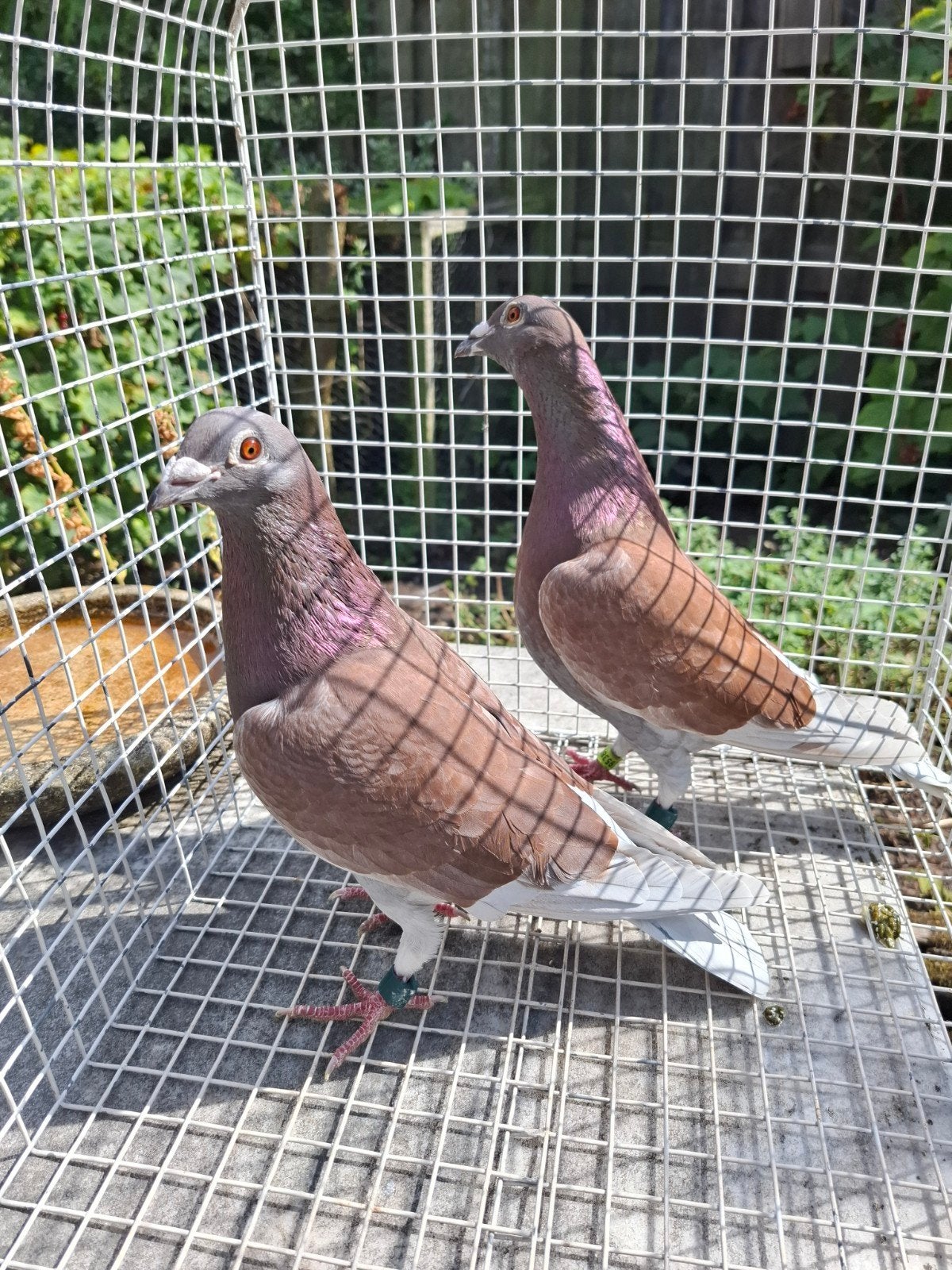 mooie rooie postduiven., Dieren en Toebehoren, Vogels | Duiven, Mannelijk, Postduif