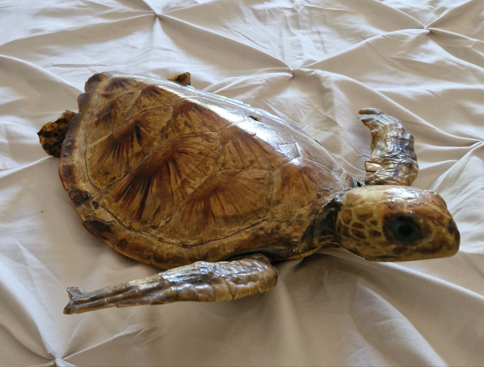 Opgezette zeeschildpad - Uniek decoratiestuk, Ophalen, Gebruikt