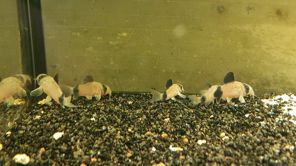 Corydora panda, Vis, Zoetwatervis