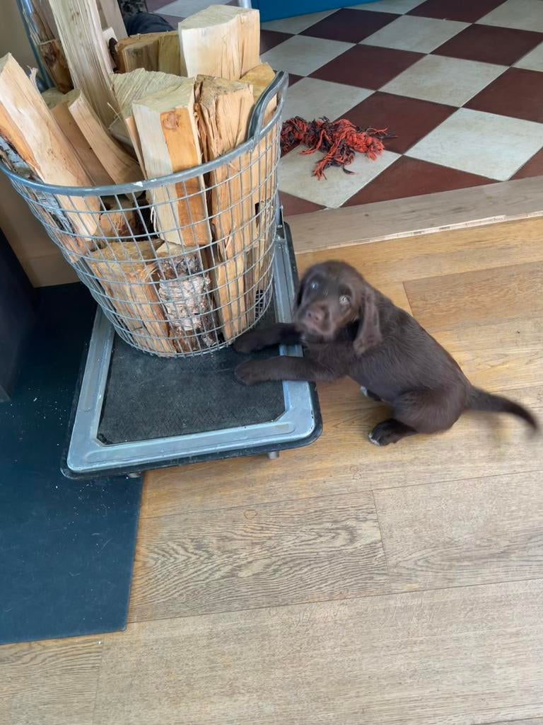 2 van de 5 unieke Labradoodle pups bruin/witte aftekeningen, Dieren en Toebehoren, Honden | Retrievers, Spaniëls en Waterhonden