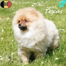 Keesjes - Belgische pups te koop, Dieren en Toebehoren, Honden | Poolhonden, Keeshonden en Oertypen, Parvo, België, Keeshond, 15 weken tot 1 jaar