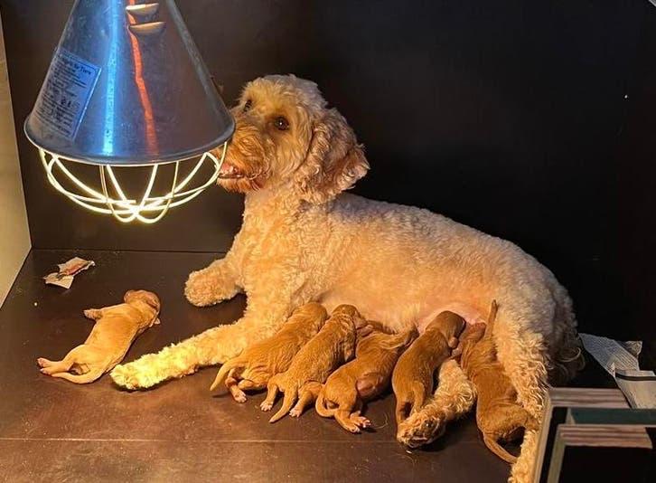 Labradoodle  puppy’s abrikoos, Overige rassen, Meerdere, Meerdere dieren, Nederland