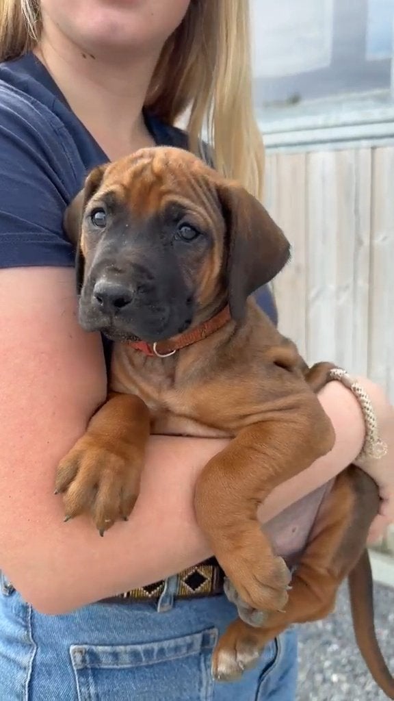 Rhodesian Ridgeback pups, Dieren en Toebehoren, Parvo, België, Particulier, Overige rassen