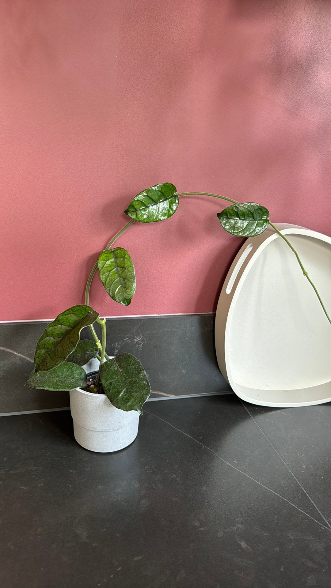 Hoya Vilosa, Huis en Inrichting, Kamerplanten, Ophalen of Verzenden, Halfschaduw, Minder dan 100 cm