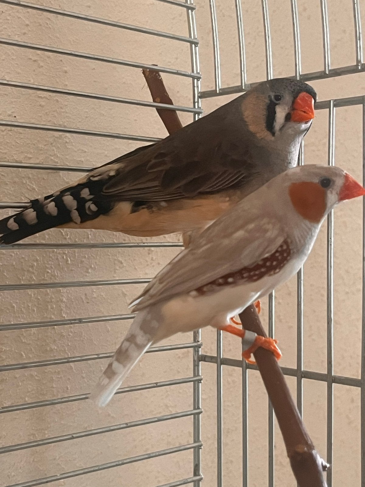 Zebravinkjes, Meerdere dieren