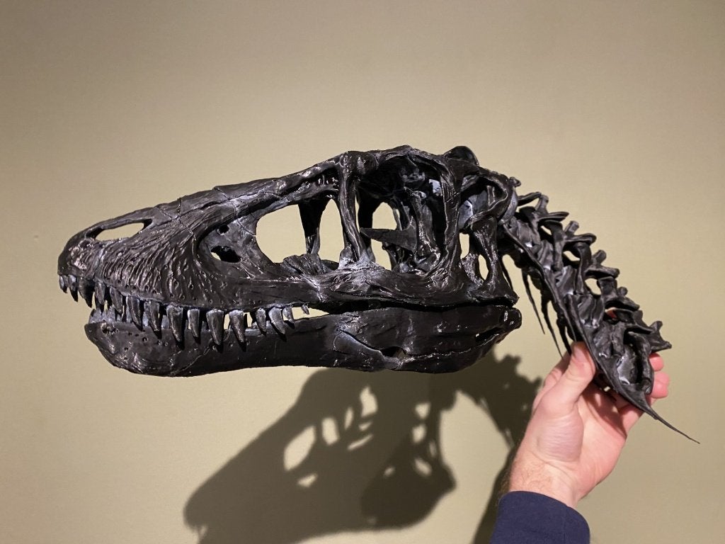 3D geprinte schedel van een baby T-rex, Zwart, Nieuw, Kunststof, Ophalen of Verzenden