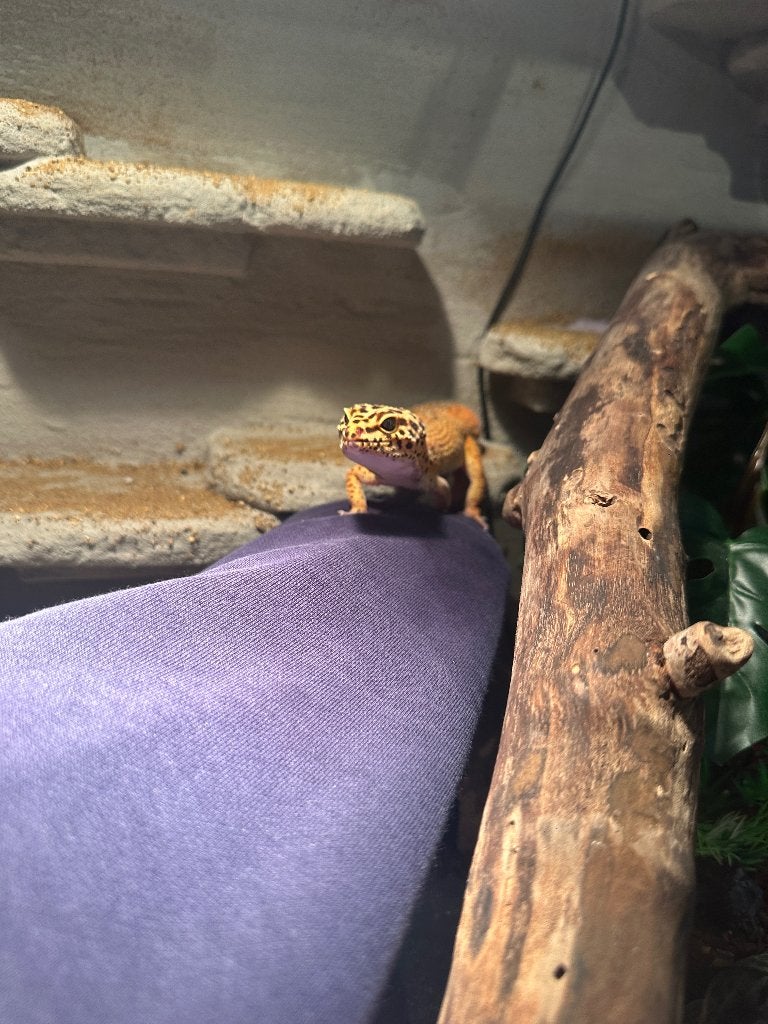 Luipaard gekko (eventueel met terrarium) Leopard Gecko photo 7
