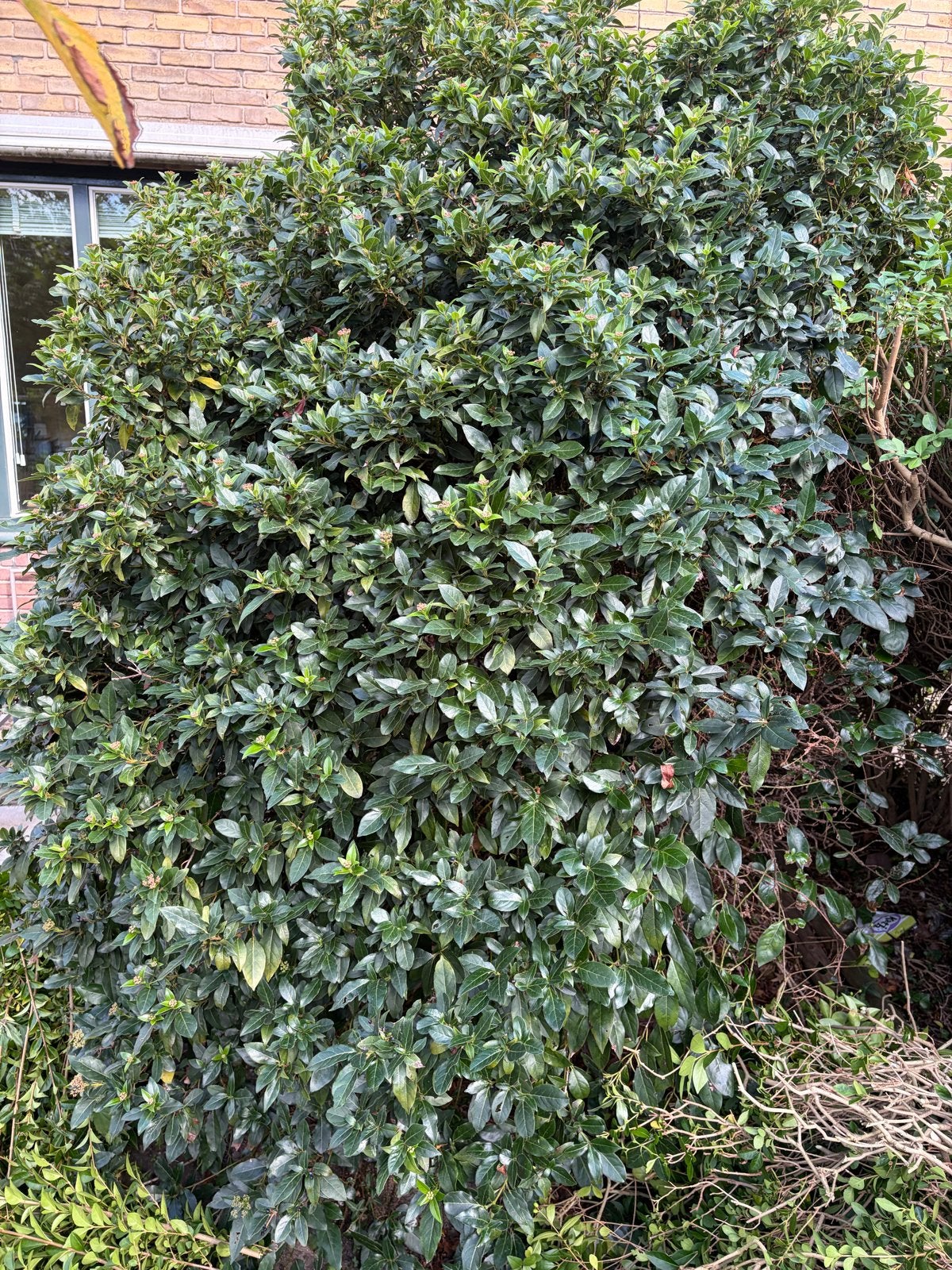 Grote, gezonde Prunus struik voor tuin of landschap, Tuin en Terras, Overige soorten, Vaste plant, Ophalen of Verzenden, Bloeit niet