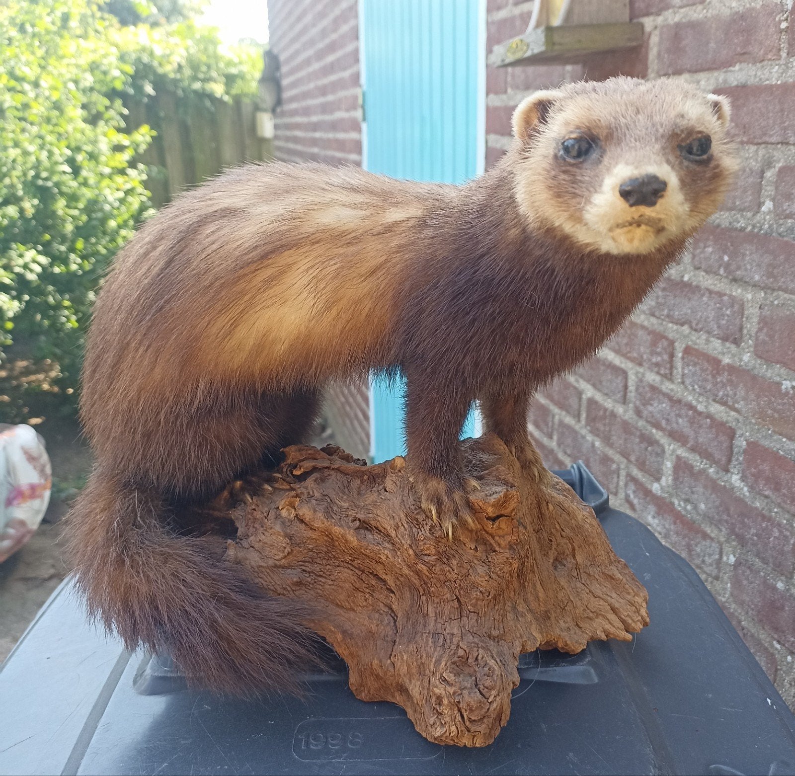 Antieke opgezette bunzing, Ophalen of Verzenden, Gebruikt, Wild dier, Opgezet dier