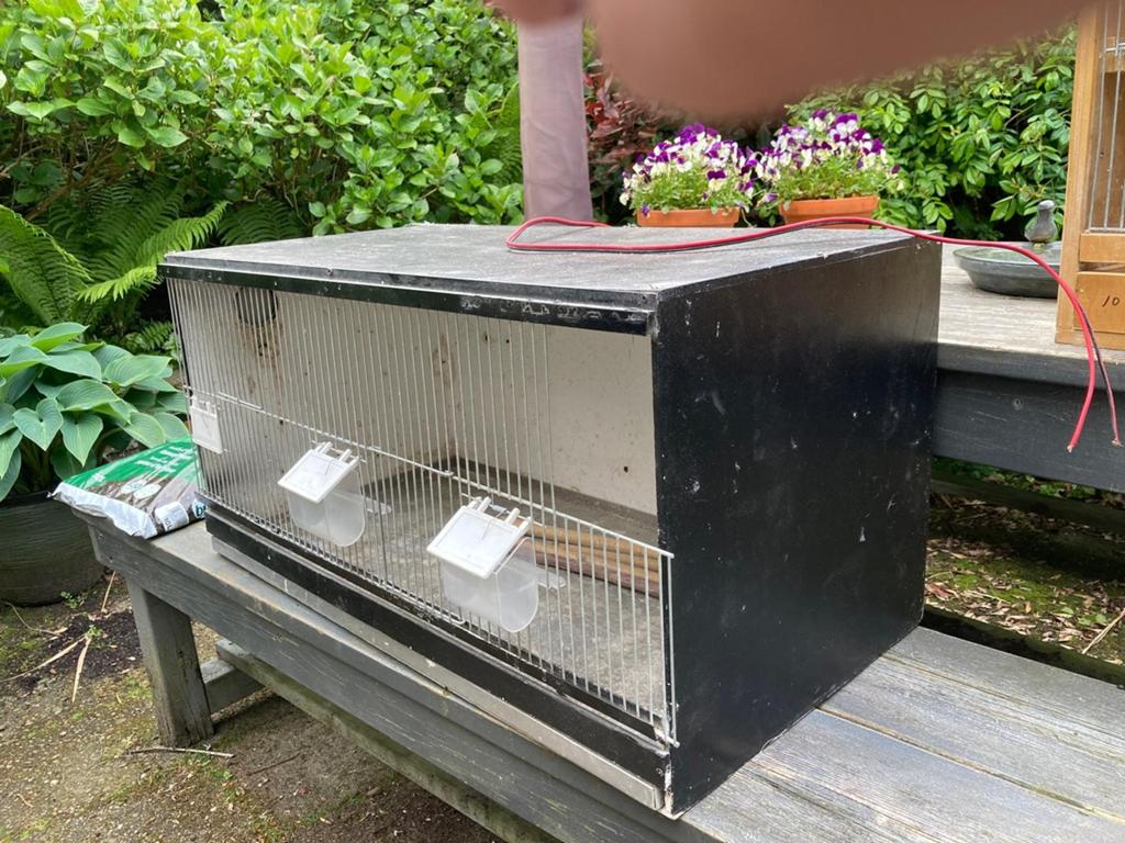 Broedkooien, Dieren en Toebehoren, Meerdere dieren