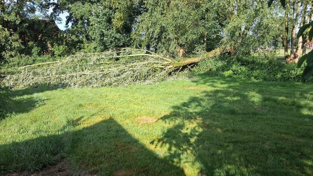 Veel kuub wilgenhout, Minder dan 3 m³, Ophalen, Overige houtsoorten, Stammen