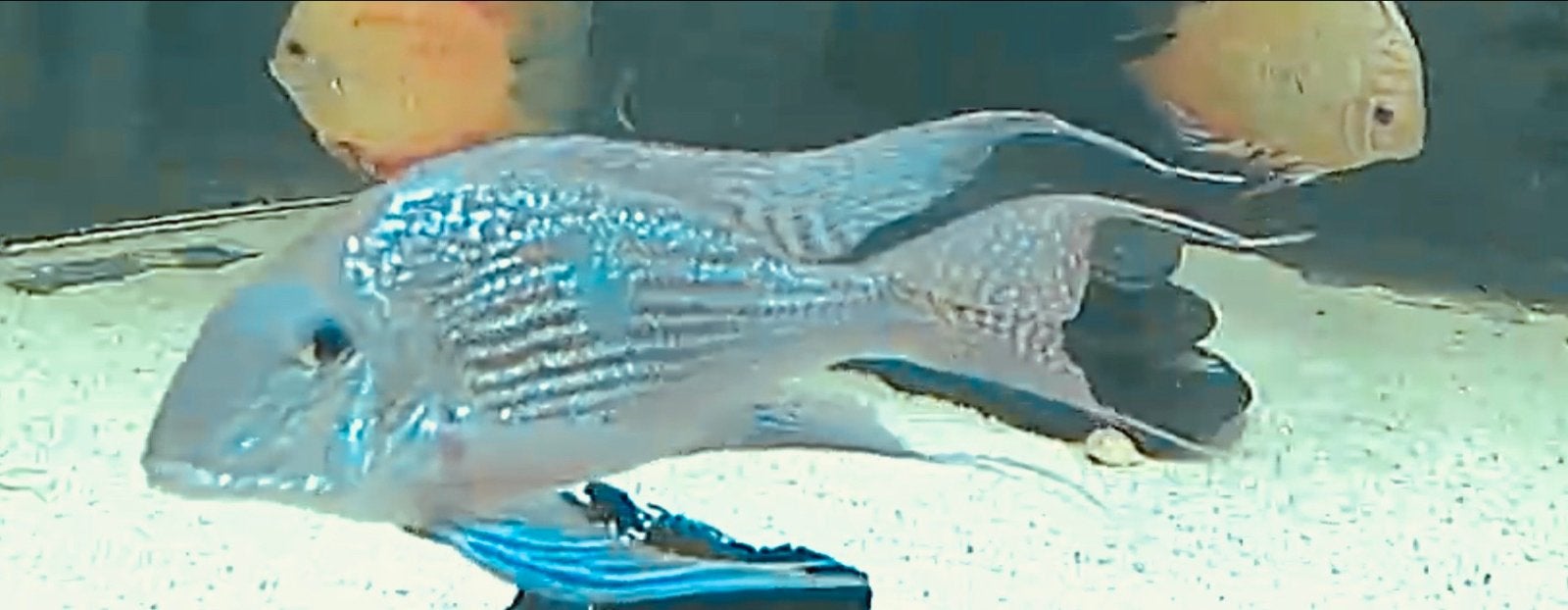 Geophagus Sveni – 2 koppels totaal 5 stuks, Dieren en Toebehoren, Vissen | Aquariumvissen, Vis, Zoetwatervis