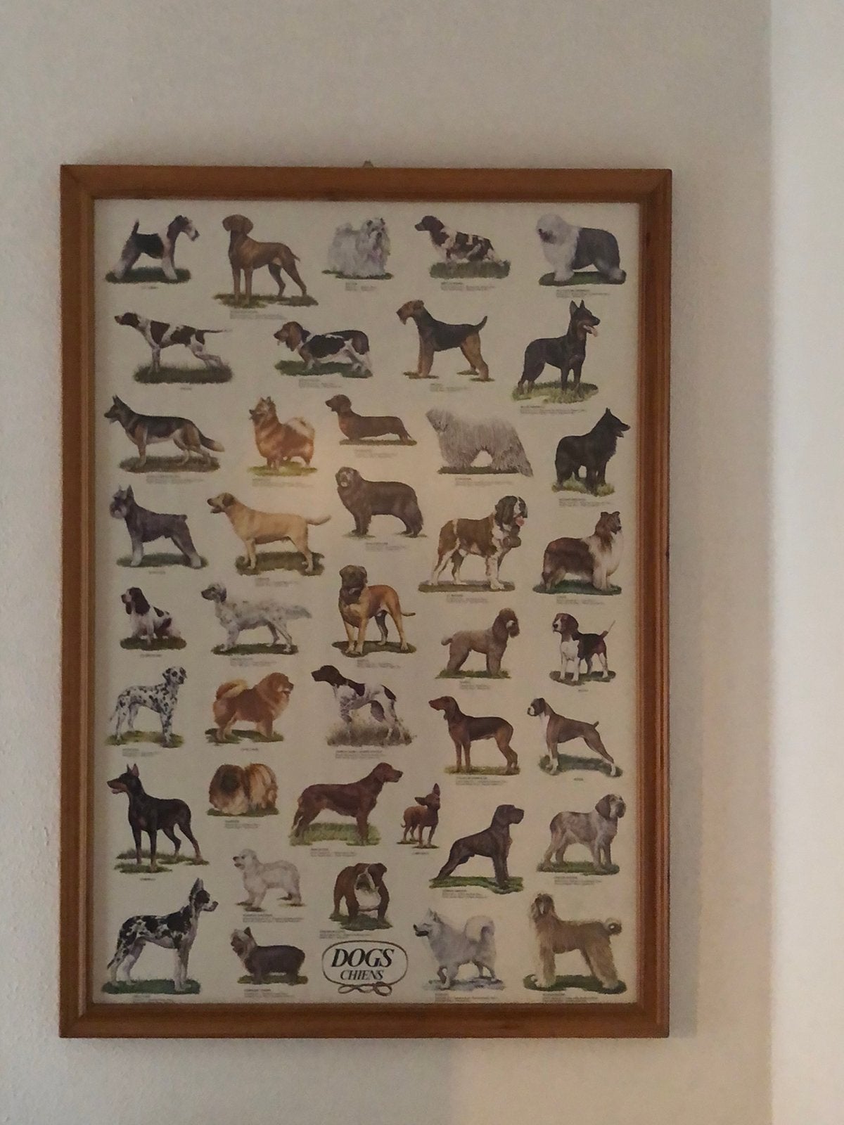 Vintage Honden Poster/Print in Lijst - Diverse Rassen, Ophalen, Gebruikt, Print