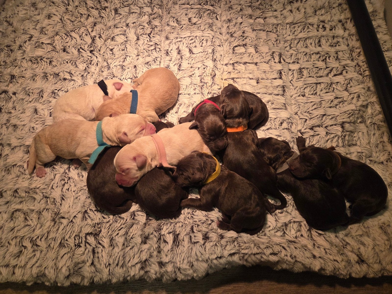 🐾 Geboren: 11 lieve labradoodle pups 🐶❤️, Overige rassen, 8 tot 15 weken, Meerdere, Meerdere dieren