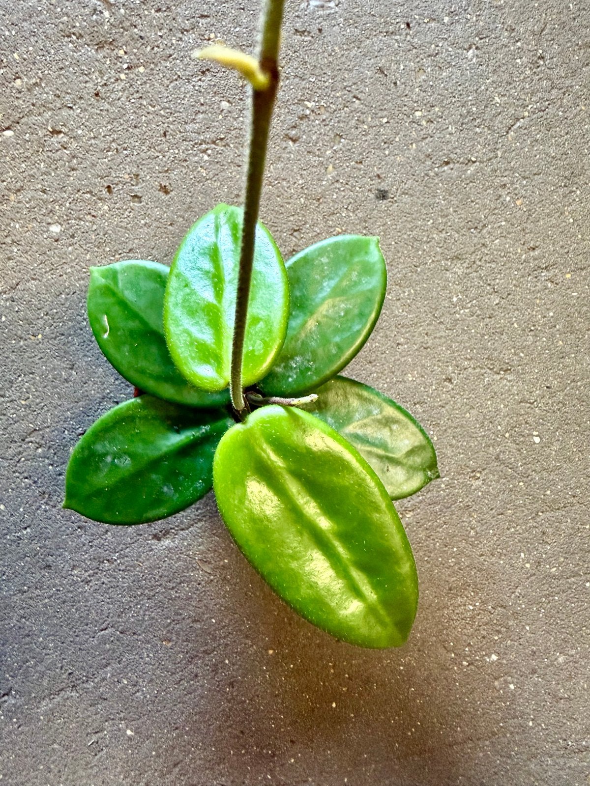 Hoya vangviengiensis p9, Ophalen of Verzenden