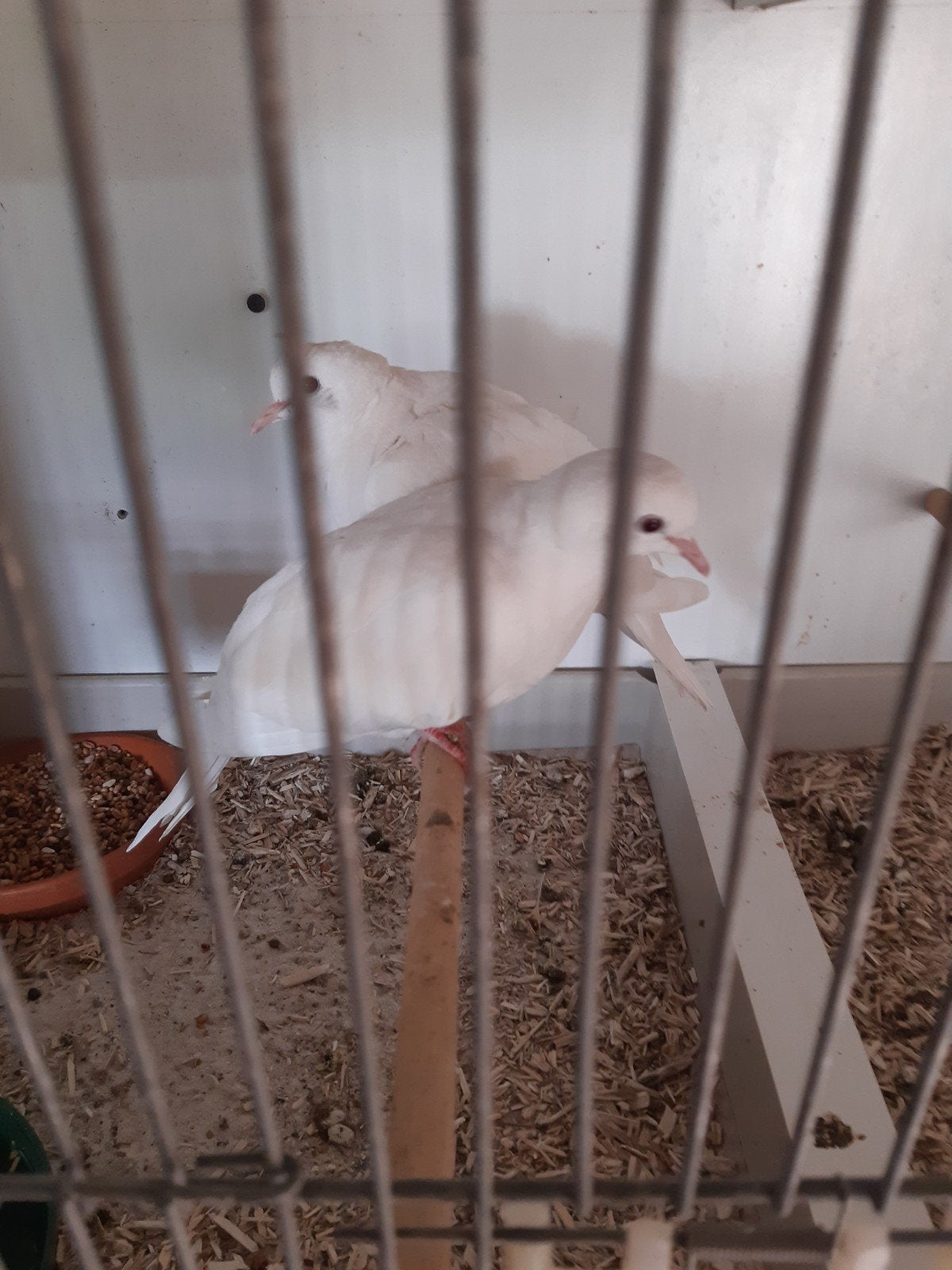 koppel witte tortelduiven, Dieren en Toebehoren