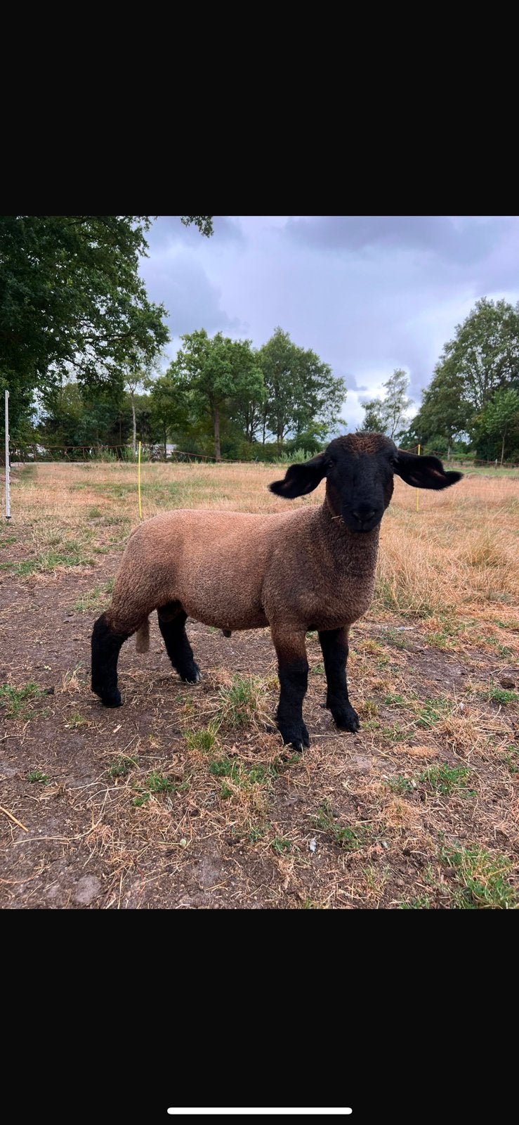 Suffolk rammen, Dieren en Toebehoren, Schapen, Geiten en Varkens, 0 tot 2 jaar