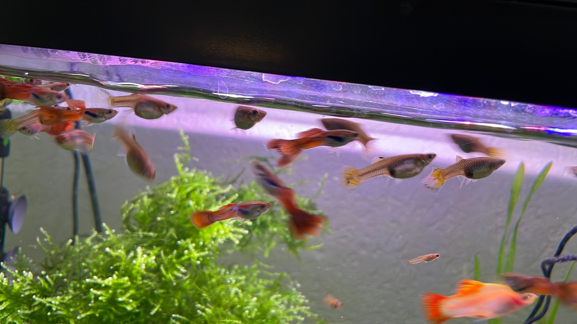 Gup Guppen Guppy Guppies aquariumvisjes GRATIS, Dieren en Toebehoren, Vis