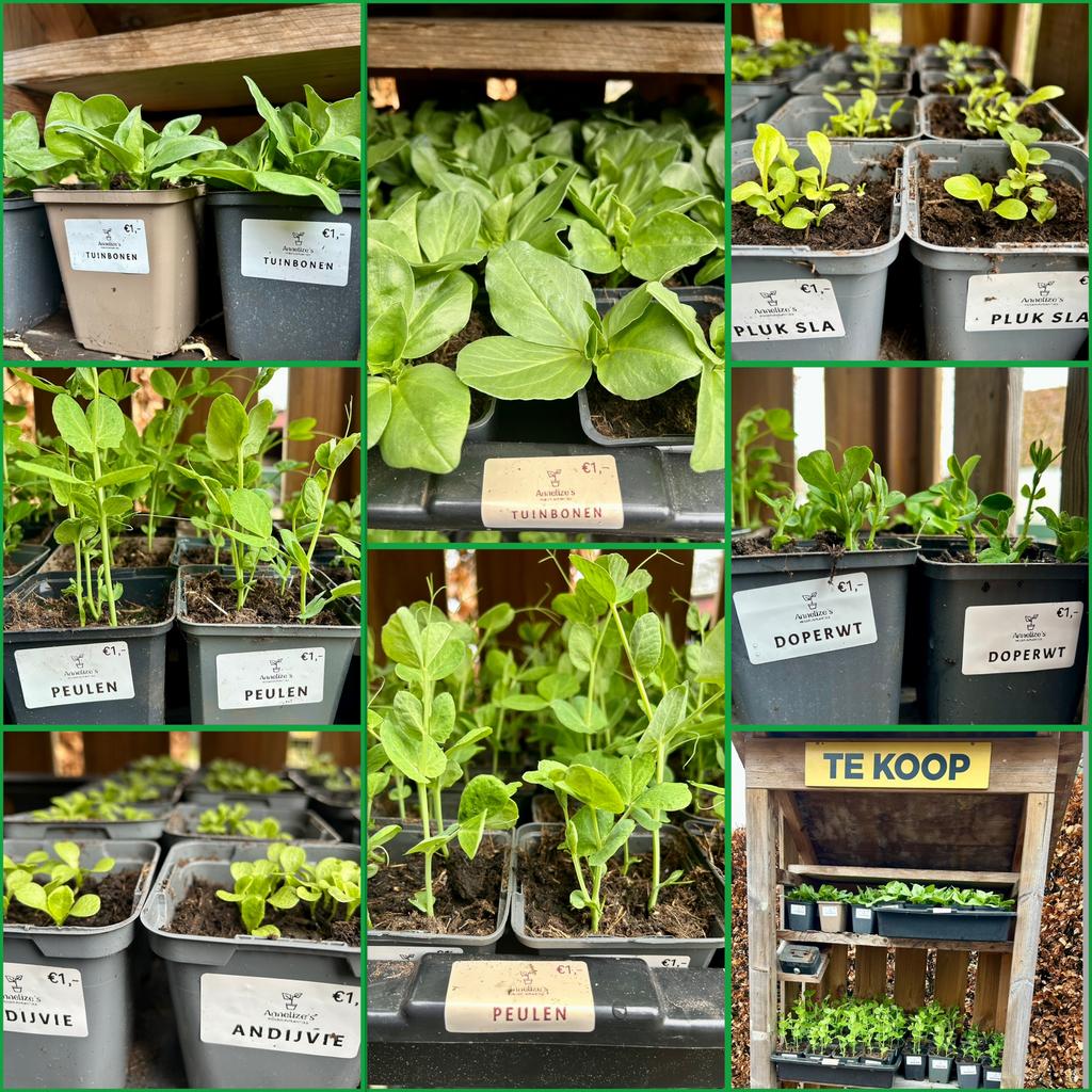 Moestuin / groente plantjes, Tuin en Terras, Planten | Tuinplanten, Eenjarig, Groenteplanten, Volle zon, Ophalen