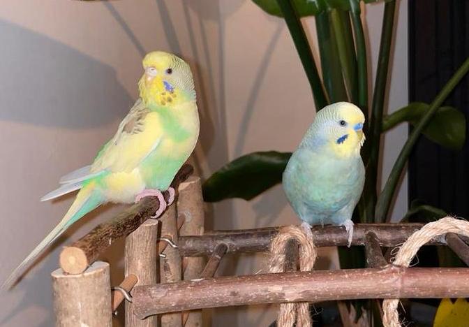 Handtamme baby grasparkieten, Dieren en Toebehoren, Vogels | Parkieten en Papegaaien, Meerdere dieren, Parkiet