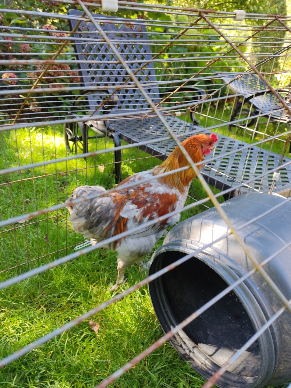 Gratis haan, Dieren en Toebehoren, Mannelijk, Kip
