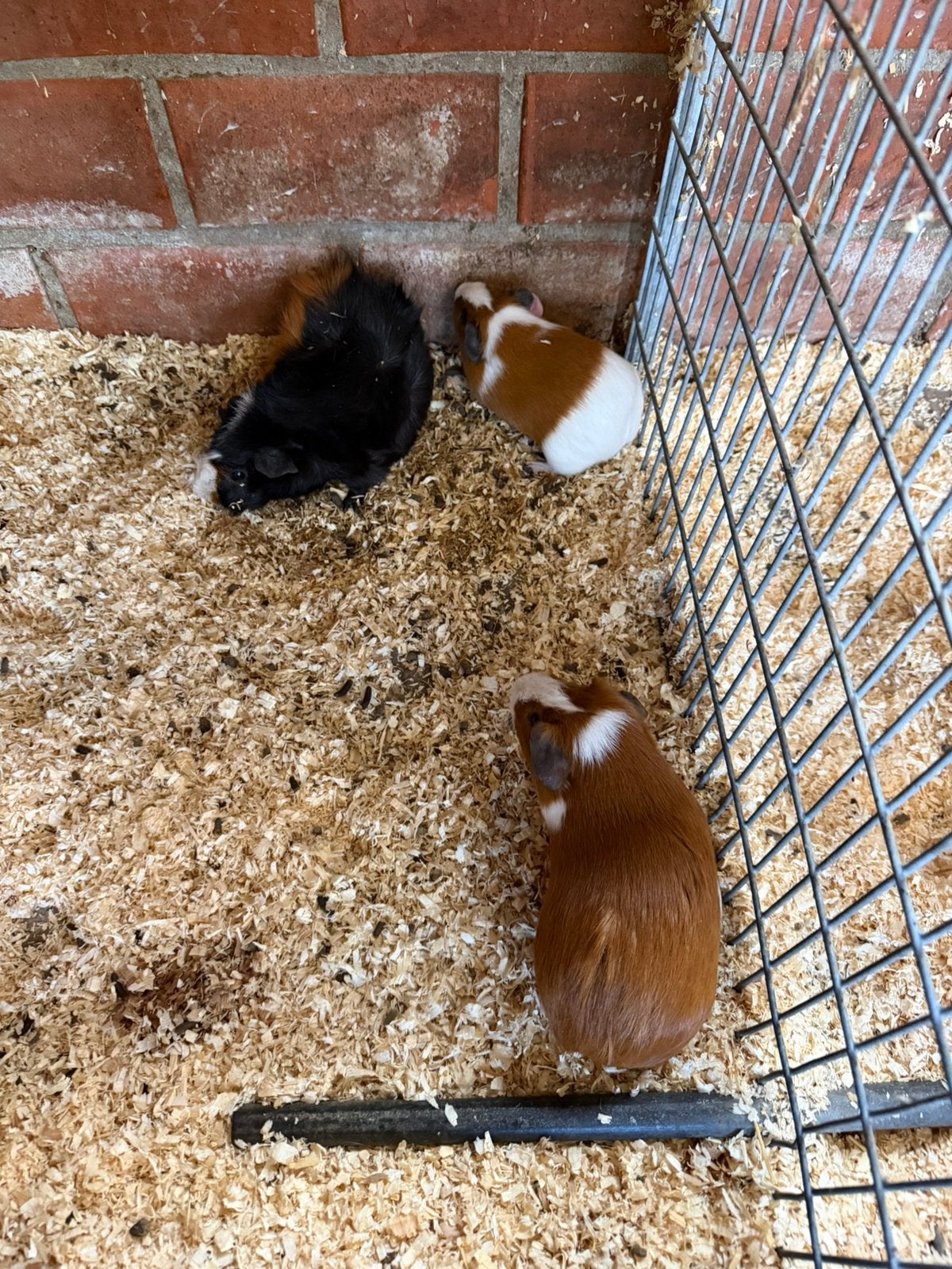 Cavia beertjes, April, Mannelijk, Cavia