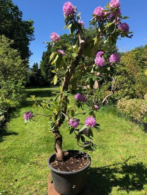 Rhododendron struiken, rose. Resp. 210 en 200 cm hoog, Ophalen, Rhododendron, Struik, 100 tot 250 cm