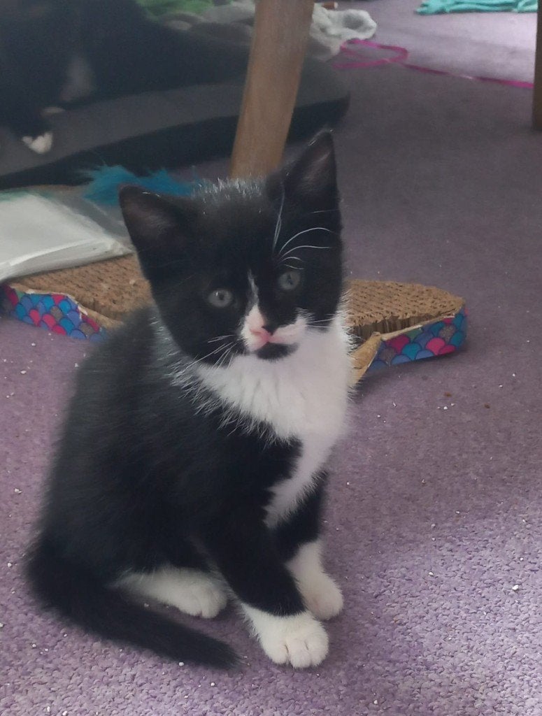 Kittens, Dieren en Toebehoren, Katten en Kittens | Overige Katten, Meerdere dieren, Kortharig, 0 tot 2 jaar