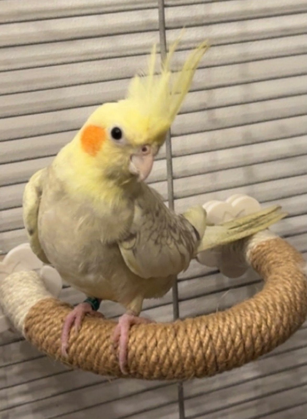 HELP Valkparkiet vermist, Dieren en Toebehoren, Vogel