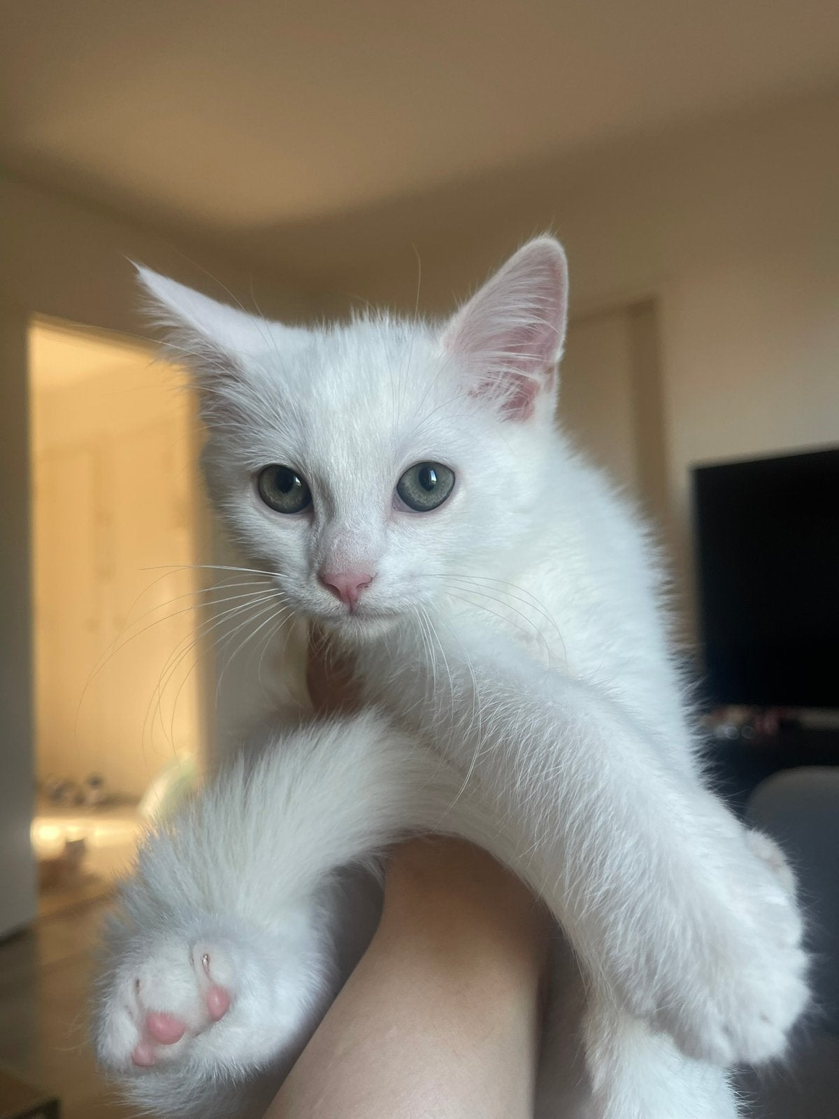 Kittens te koop, Meerdere dieren, Ontwormd