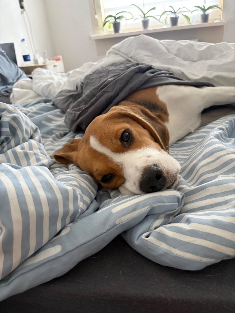 Beagle hond, Beagle, Reu, 1 tot 2 jaar, Eén hond