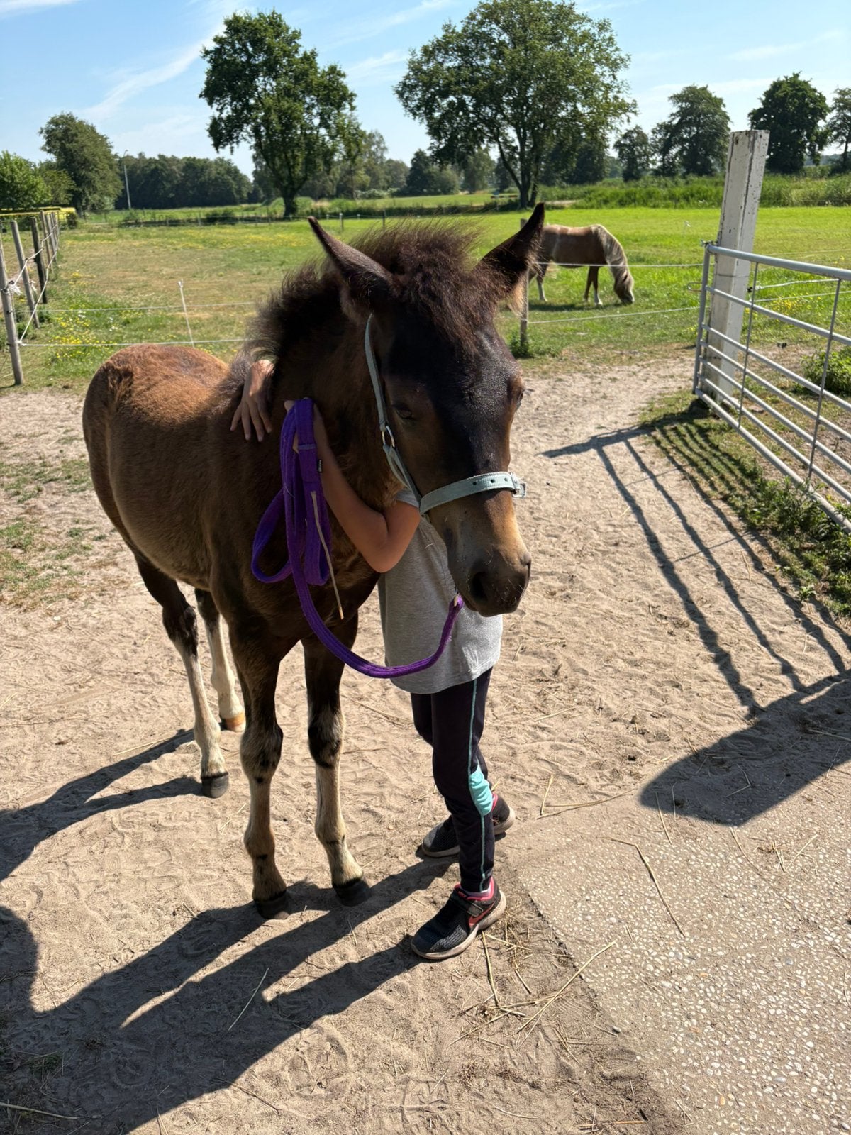 New Forest merrieveulen zwart / bruin 5-5-26 grote D maat, Dieren en Toebehoren, Pony's, Merrie, Met stamboom, Niet van toepassing