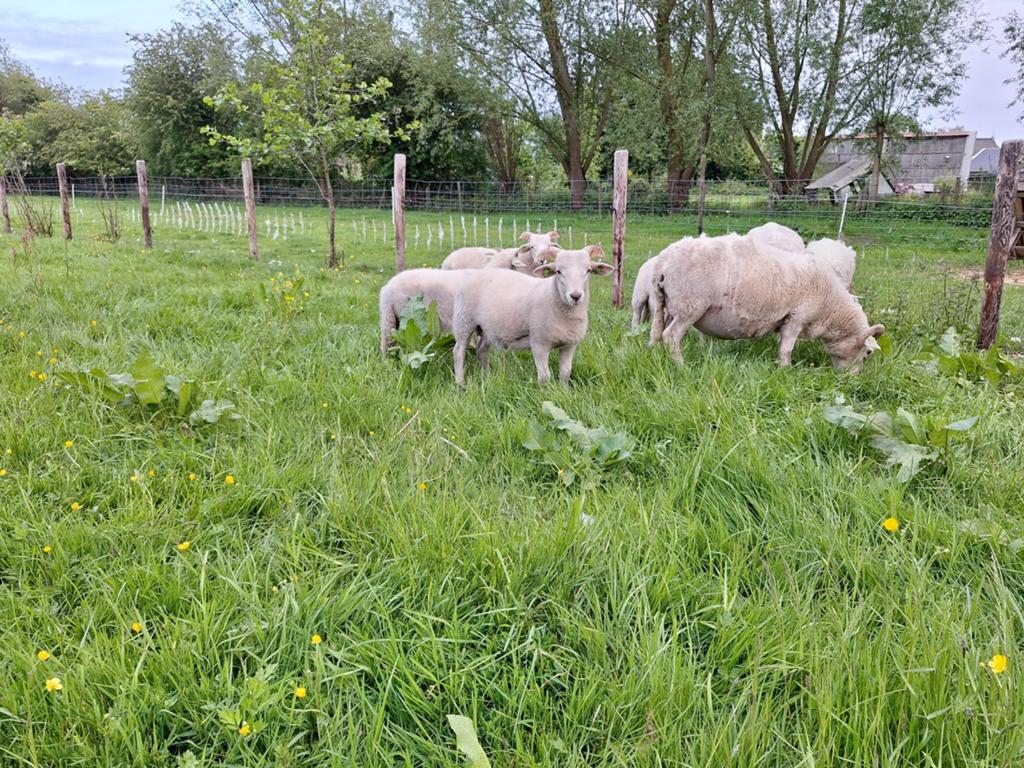 Wiltshire horn ramlam, Mannelijk, Schaap, 0 tot 2 jaar