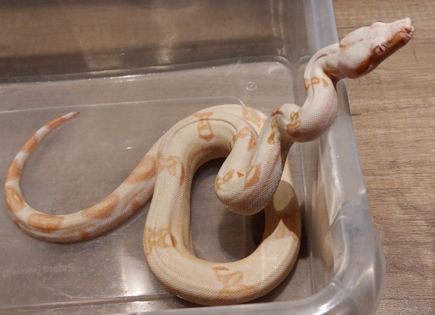 Koppeltje Boa's 300€.  wegens beëindigen Boa Constrictor photo 2