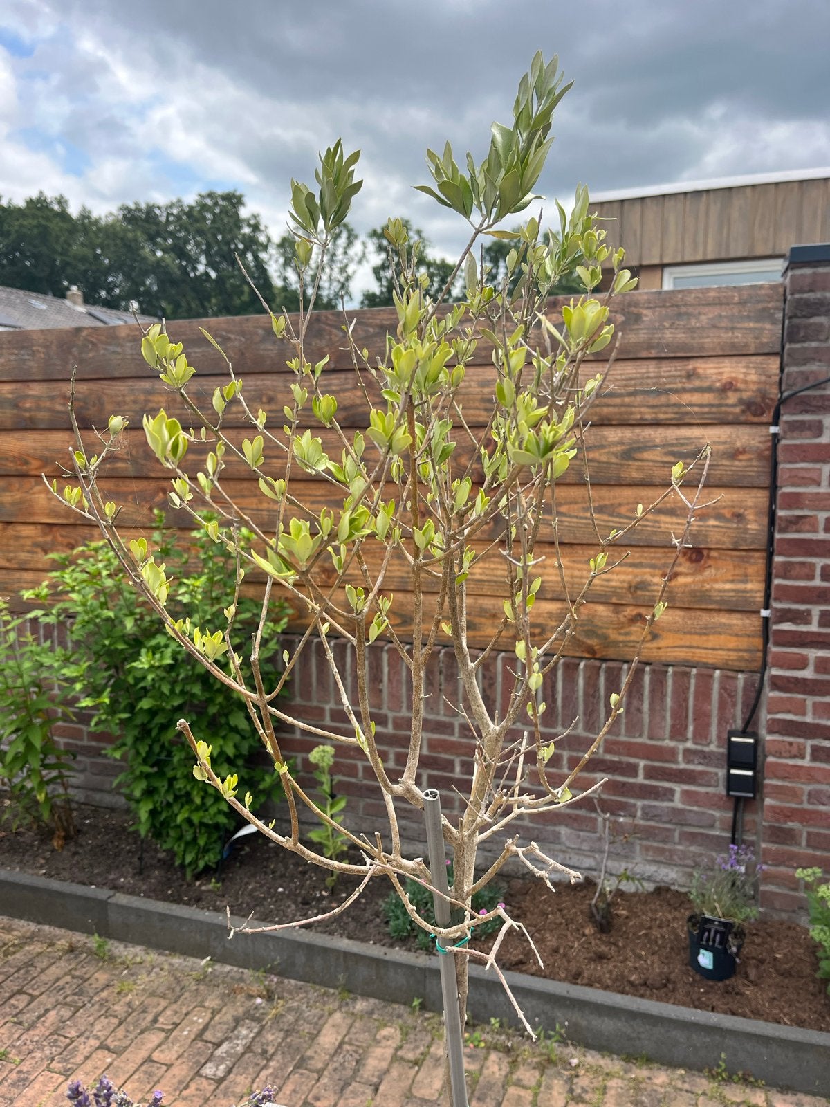 Jonge Olijfboom in pot - 170 cm hoog, Lente, 100 tot 250 cm, Olijfboom, Ophalen