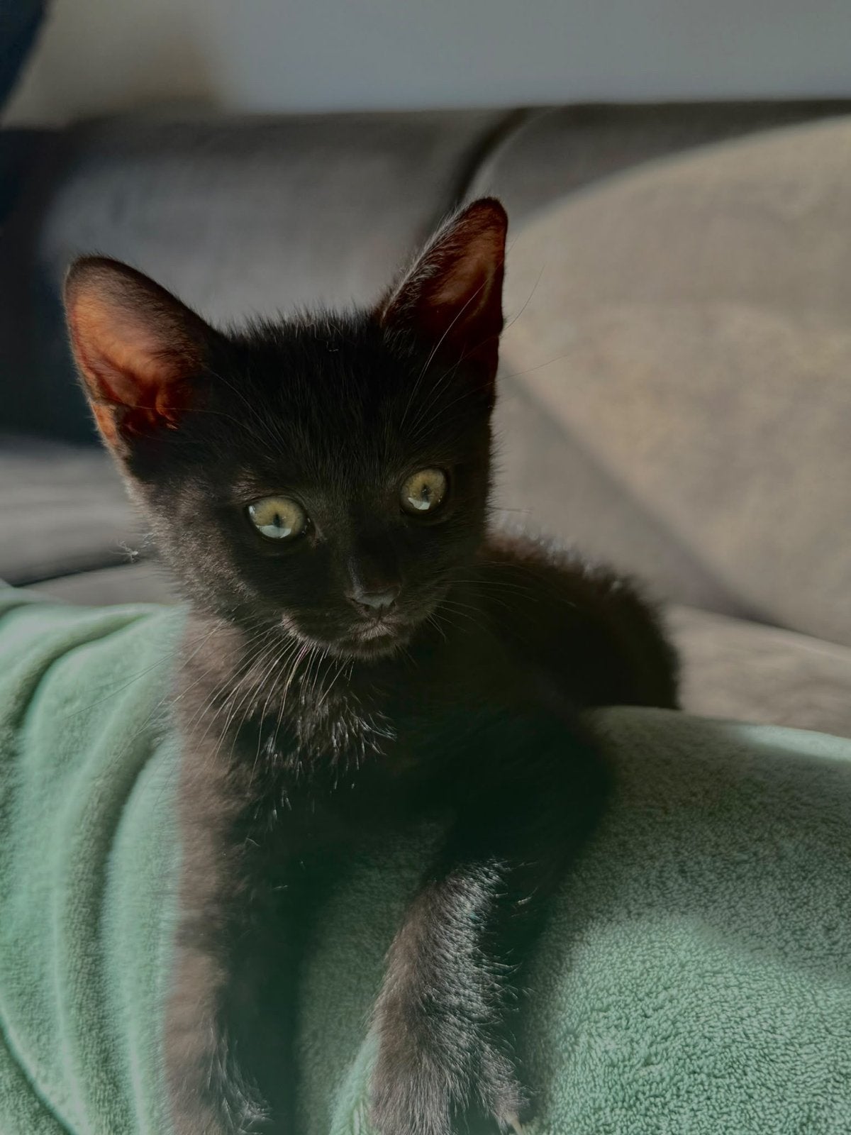 Zwart kitten  een meisje, Dieren en Toebehoren