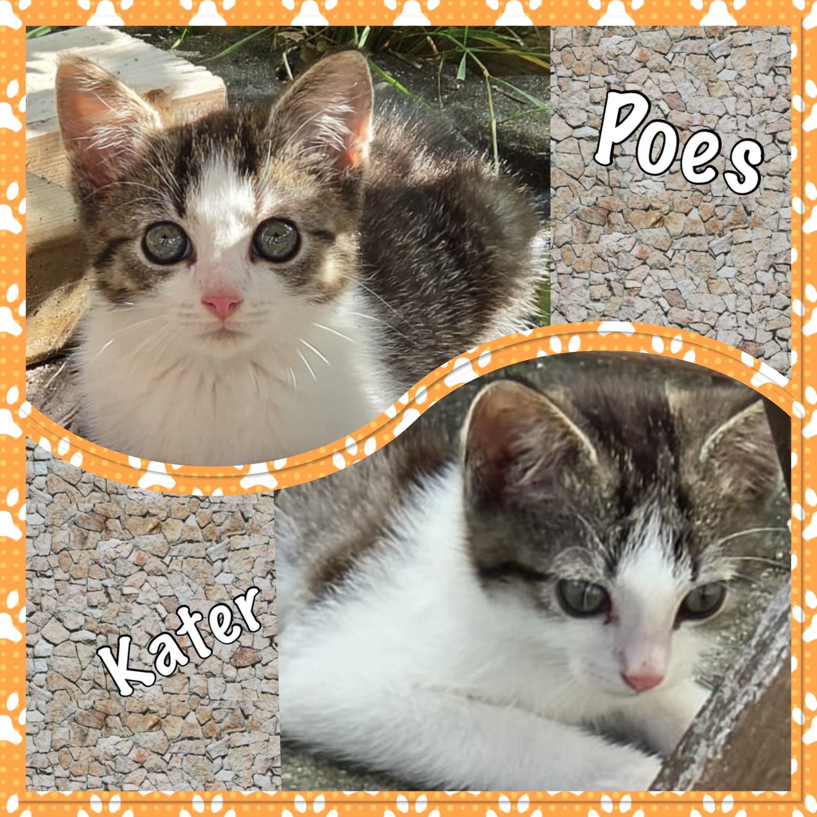 Mooie kittens te koop, Dieren en Toebehoren, Meerdere dieren, Kortharig, 0 tot 2 jaar