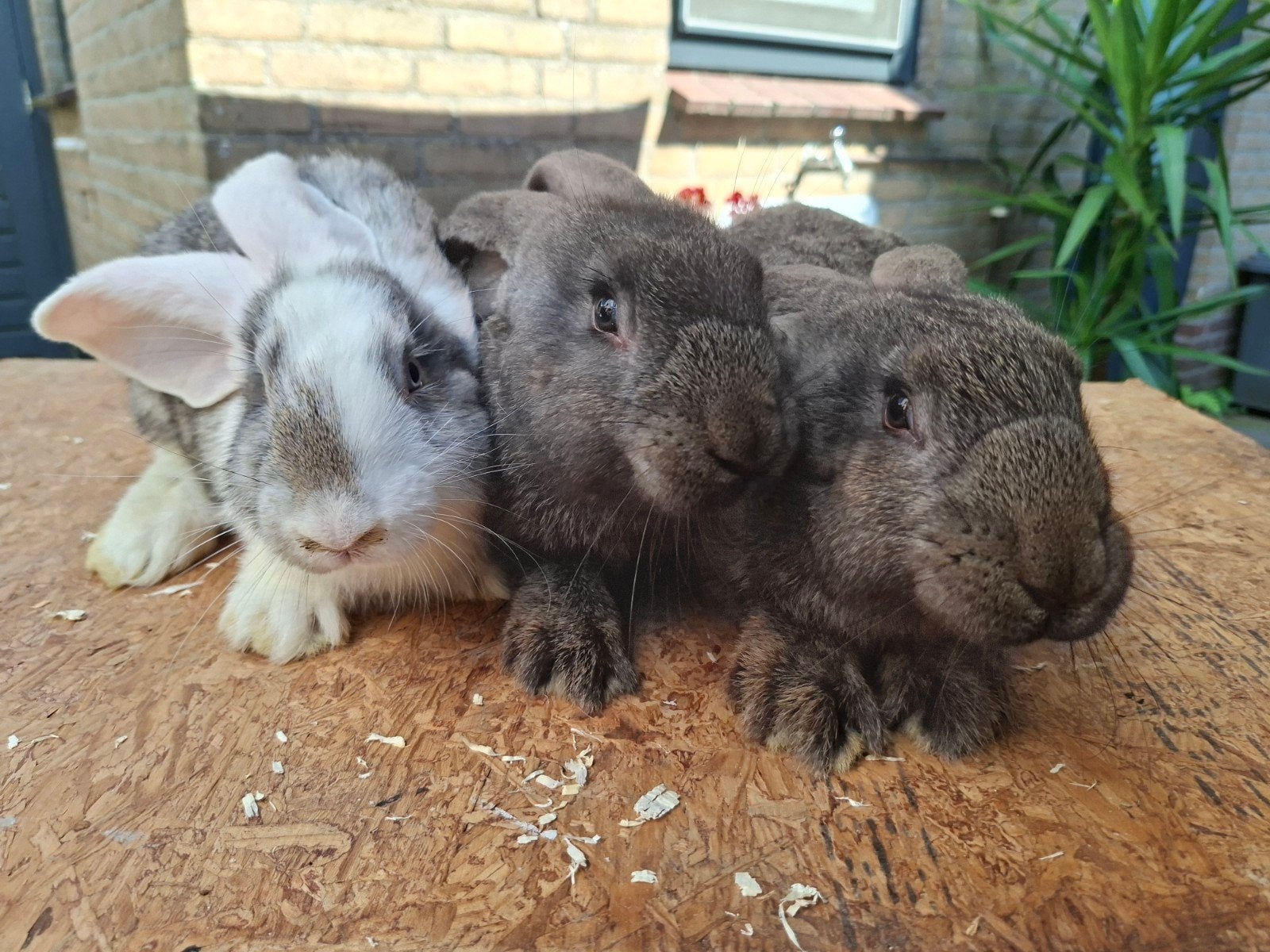 Jonge Duitse Reuzen te koop, Dieren en Toebehoren, Mannelijk, Groot, 0 tot 2 jaar