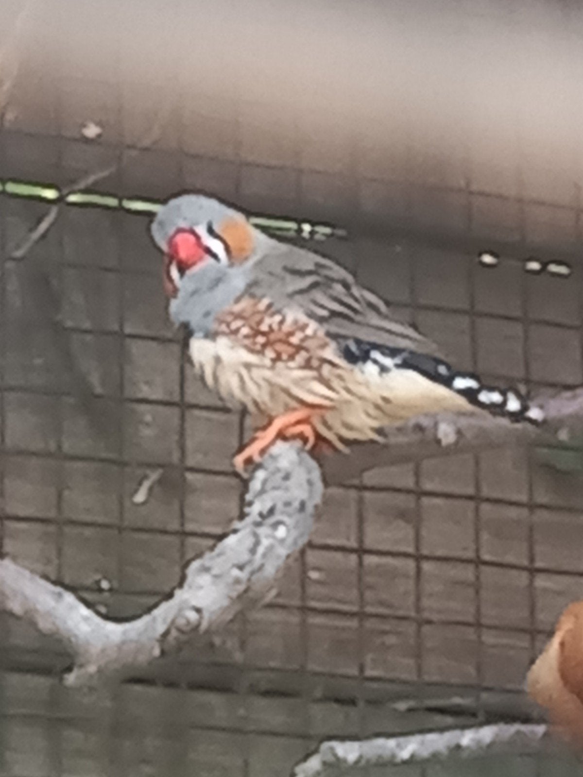 zebravink vink zebra MANNEN