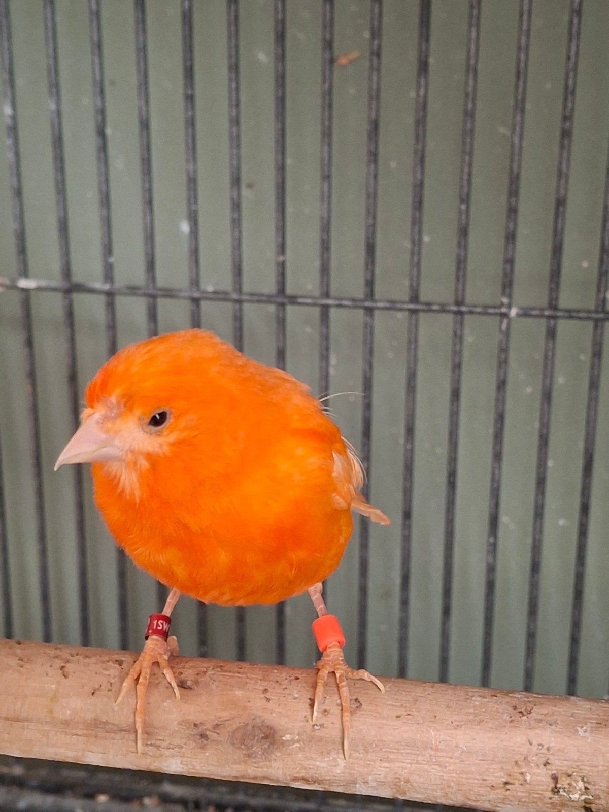Mooie rode kanarie te koop, Vrouwelijk, Kleurkanarie
