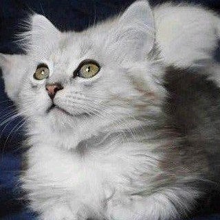 Lieve mix Ragdoll x Brits Korthaar zoekt een nieuw huisje