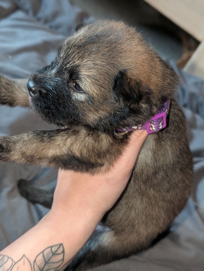 Chow Chow / Syberische husky pups, België, Particulier, Overige rassen, 8 tot 15 weken