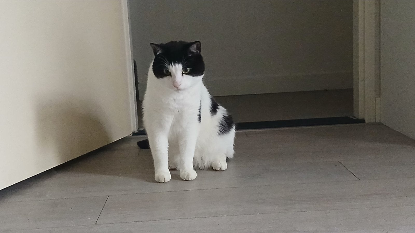 2 broertjes katten, Kater