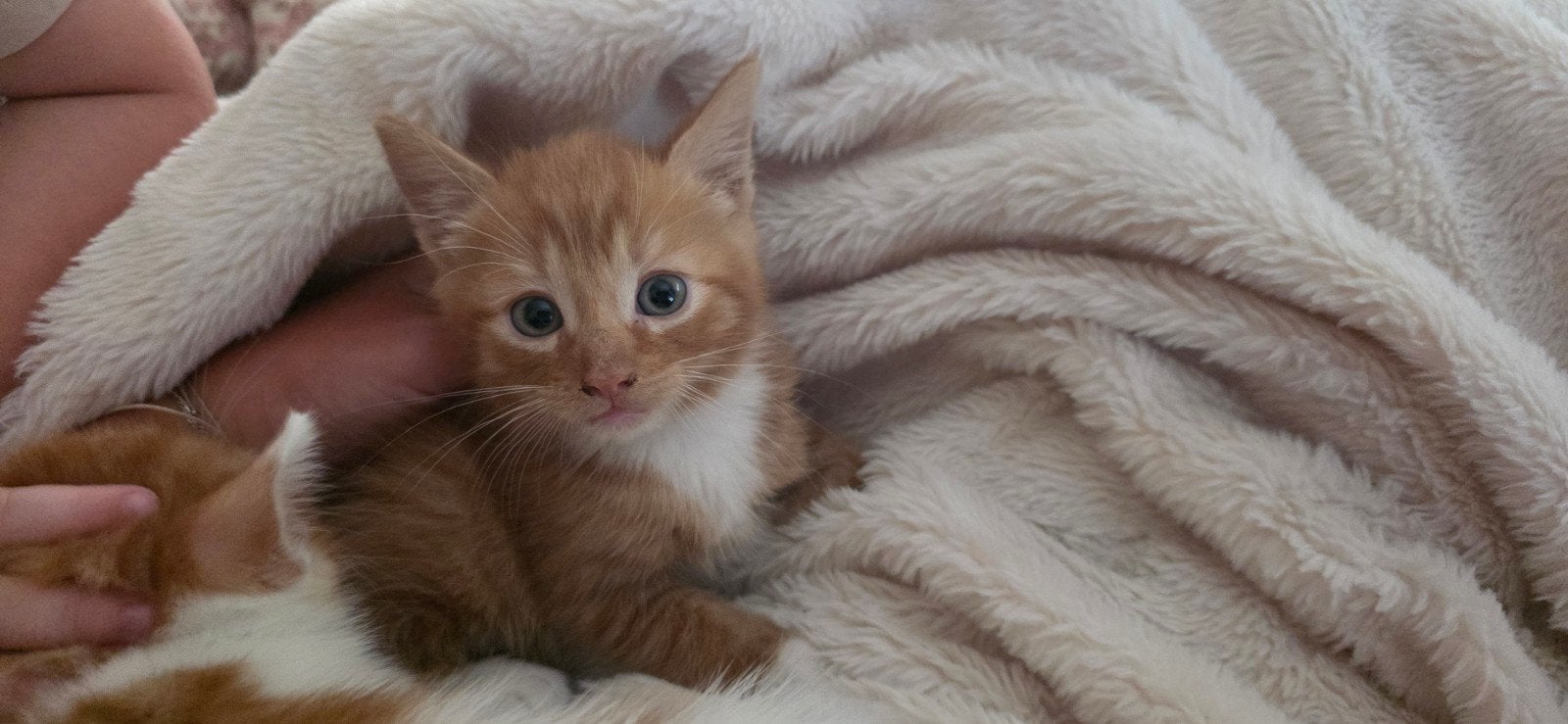 mooie rode kitten (beschrijving goed lezen), Meerdere dieren