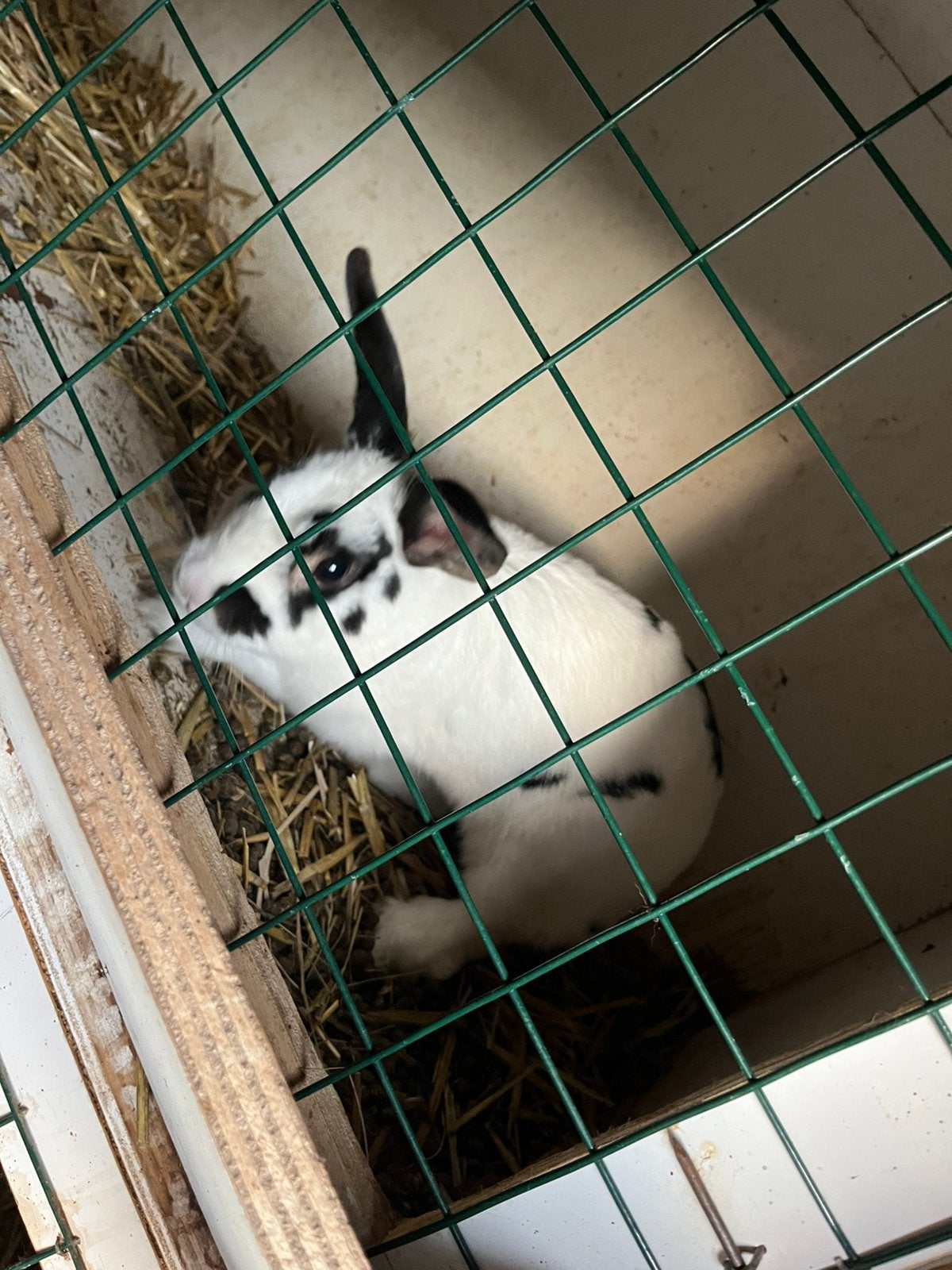 Konijn, Dieren en Toebehoren, Konijnen, Vrouwelijk, Middelgroot, 0 tot 2 jaar